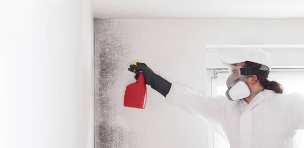 Best Attic Mold Removal  in Graham, WA
