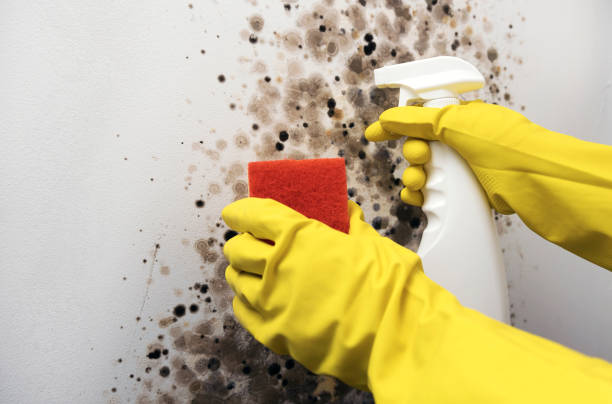 Best Fast Mold Removal  in Graham, WA